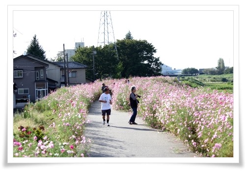 犀川コスモスロード-3 13.9.28