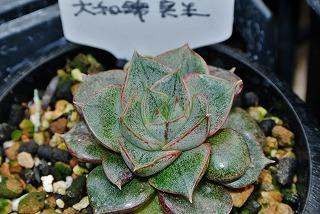 DSC_4095.jpg