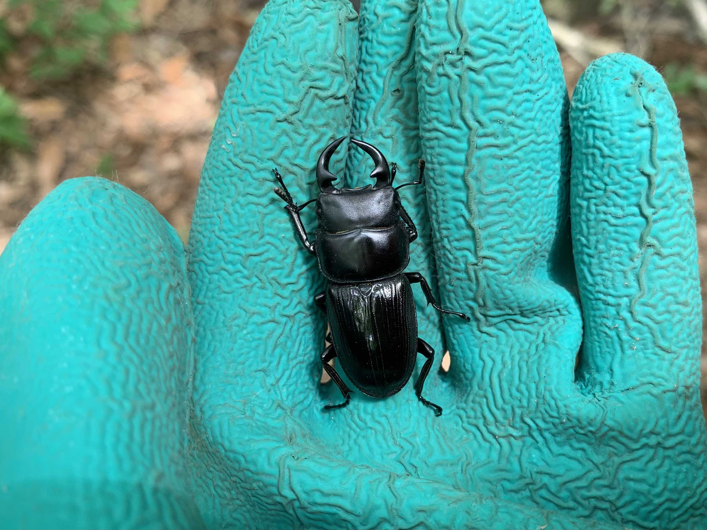 オオクワガタ樹液採集開幕！！ | bayashiの日常 - 楽天ブログ