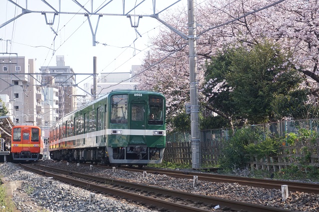 東武亀戸線 桜咲く リバイバルカラ－同士の 並び7
