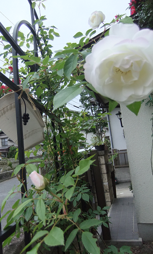 薔薇１.png