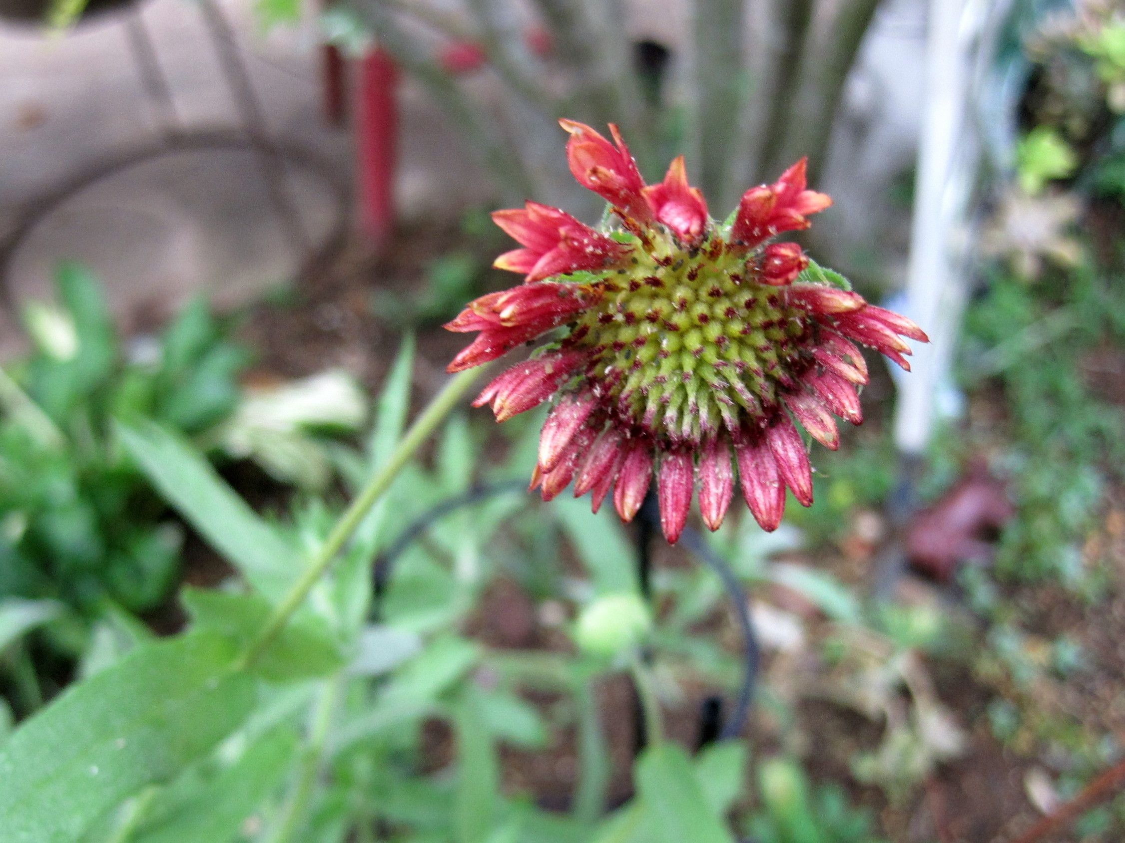 ガイラルディアがまたたくさん咲きだした W たねをまく日々 楽天ブログ