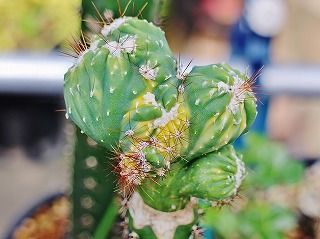 動き出した接木サボと玉ねぎ多肉に蔓が出た ガマンマの ニク サボ栽培 楽天ブログ