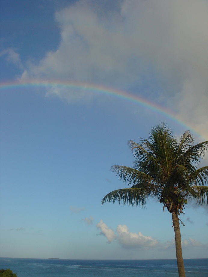 沖縄県今帰仁村の虹とヤシの木