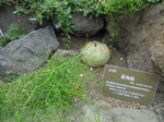 蒼角殿.jpg