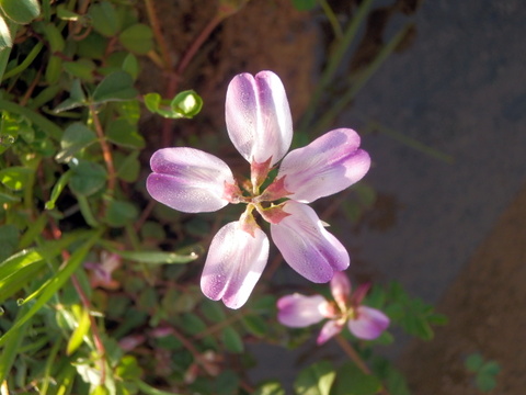 レンゲの花の咲き始め