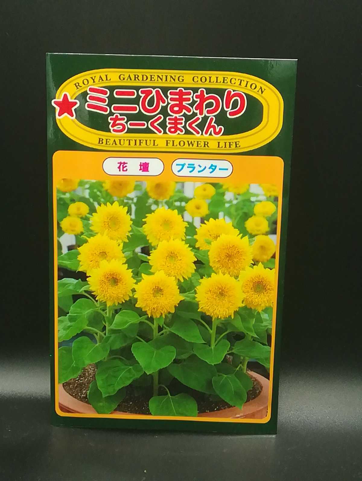 🌻こ・・今年こそ・・・🌻 | ムシトリ観察 - 楽天ブログ