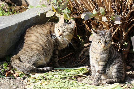 我が家のニャンコ♪2014/12/10-2
