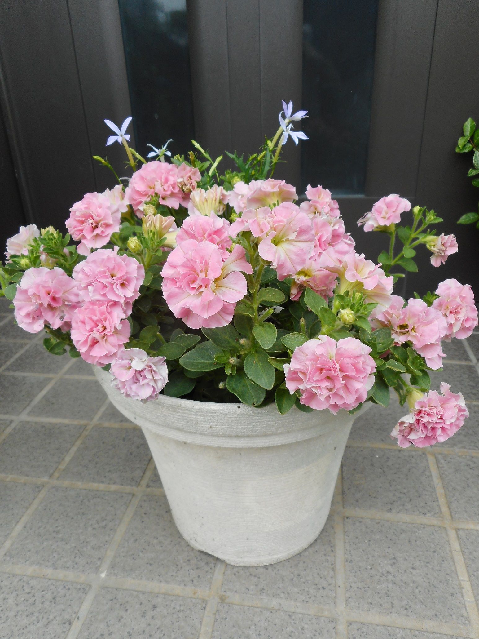 我が家のペチュニアたち 19 ｔｅａ ｇａｒｄｅｎ ちょっとひとりごと 楽天ブログ