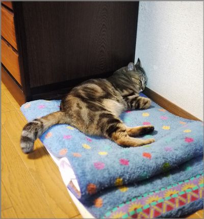 薄目でこちらを伺う