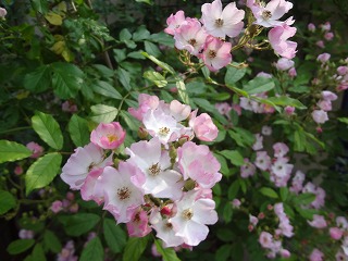 DSC01218.jpg
