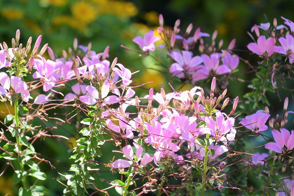 夏のお花