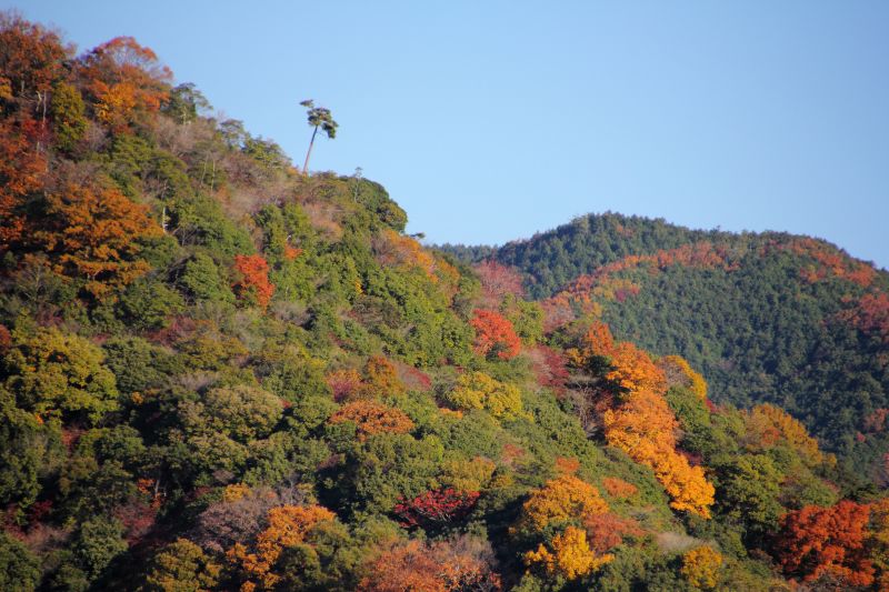 箕面公園残り紅葉_007.jpg