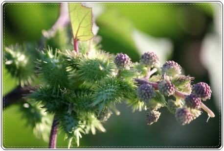 犀川コスモスロード-21 オナモミ-2 13.9.28