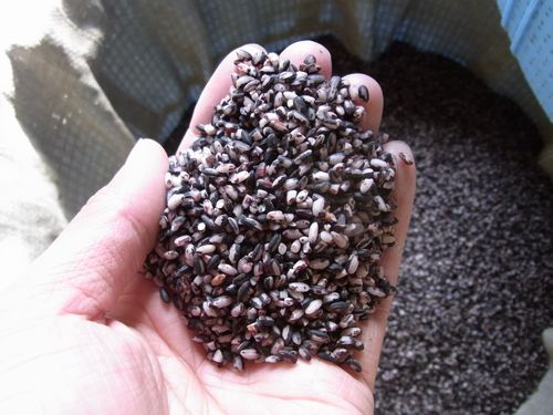 「朱」の仕込み