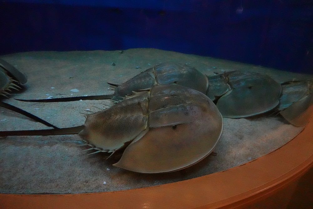カブトガニ 海きらら九十九島水族館 なぜか見とれるカブトガニ | げんそうてきなの
