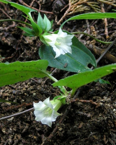 ツルリンドウ花