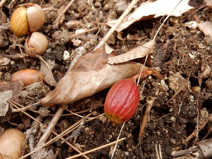 ドングリの芽吹き8.JPG