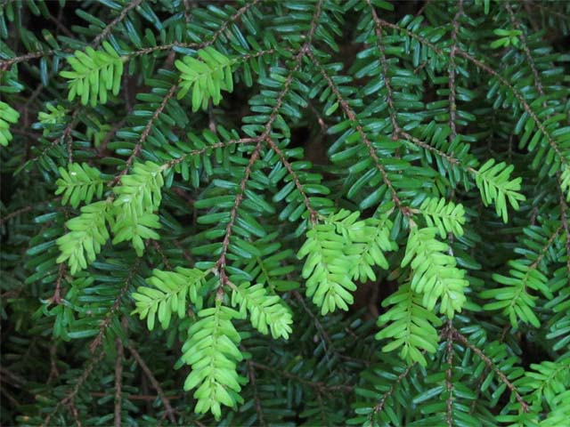 05Tsuga diversifolia.JPG