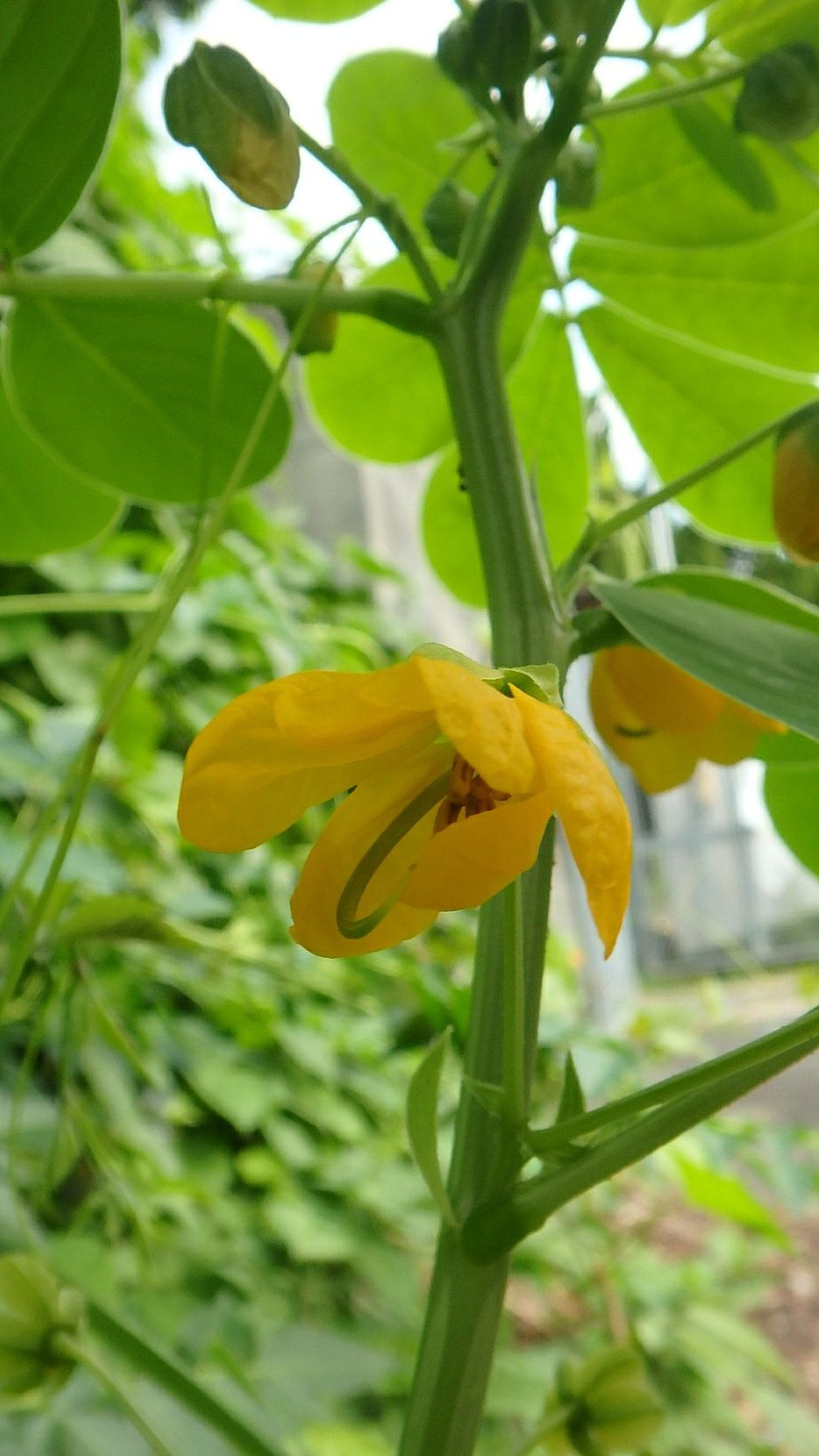 アンデスの乙女 ハナセンナ とエビスグサ 楽天版じぶん更新日記 楽天ブログ
