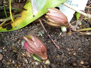 P1300370ss.jpg