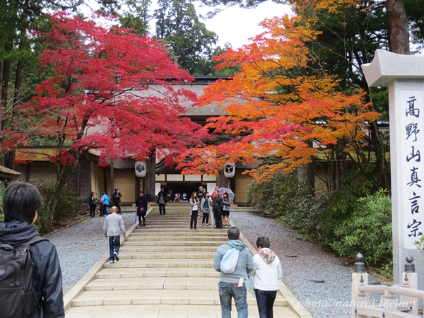 2高野山　紅葉　金剛峯寺4.JPG