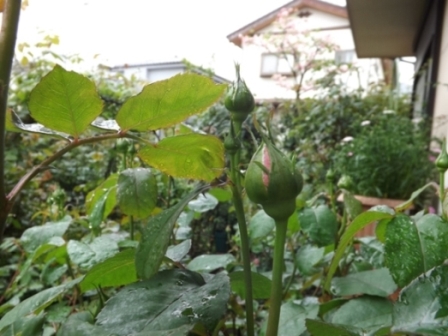 シャンテ・ロザ・ミサト