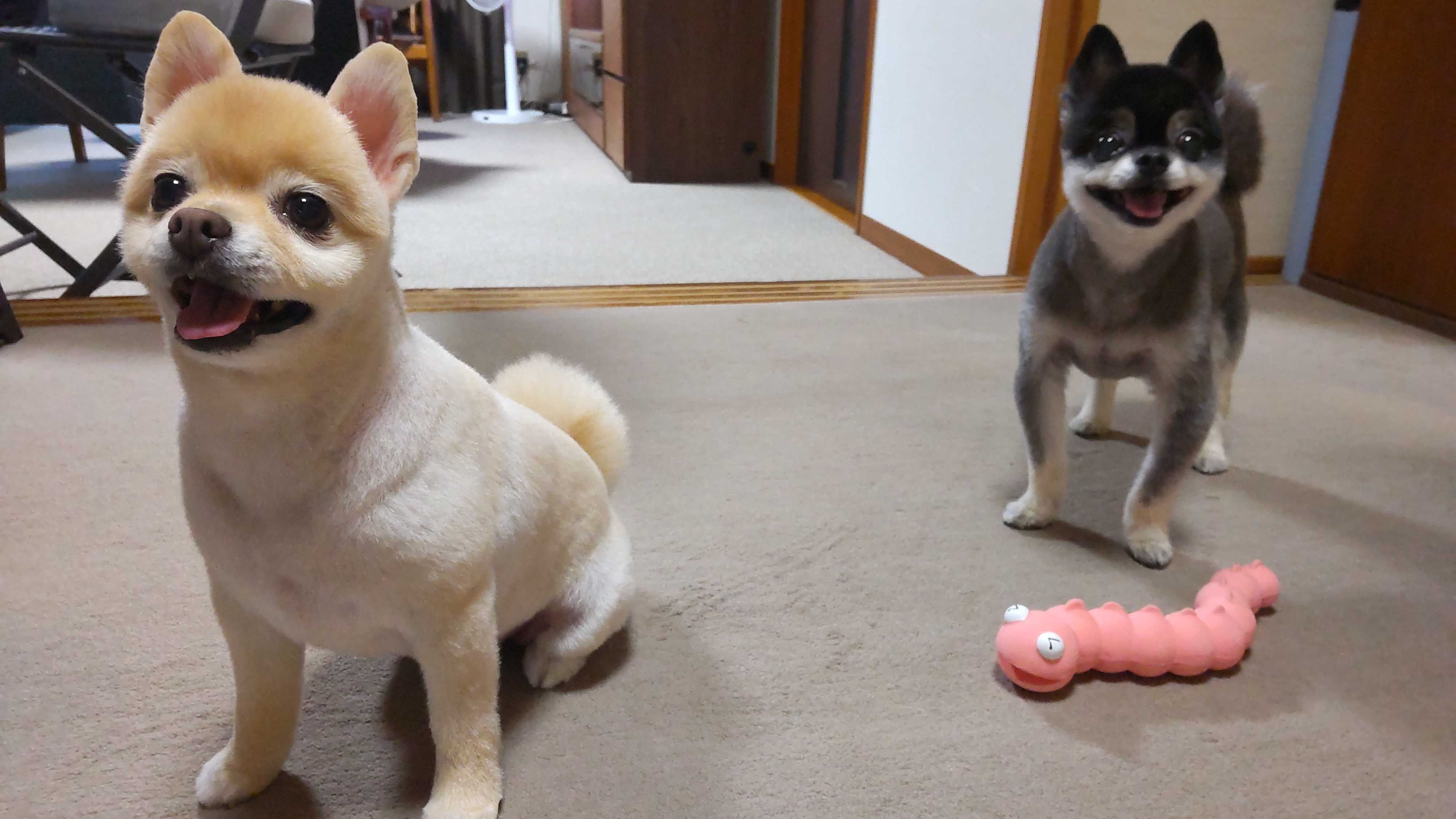 ゆる〜いポメポメ日記