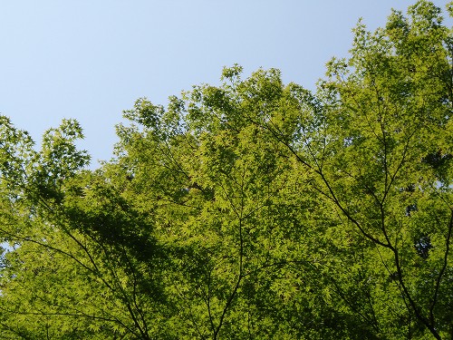 s-P5190004.jpg