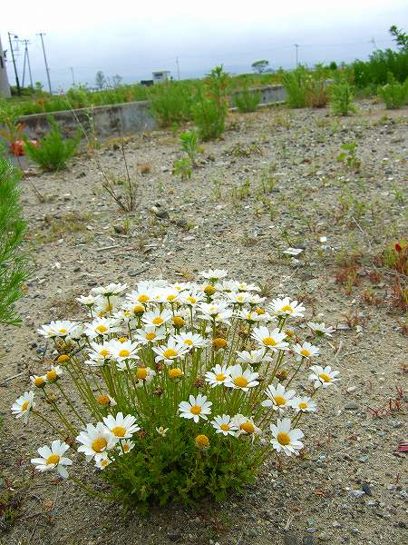 津波あとに咲く花