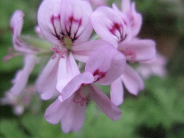 IMG_8766.JPG