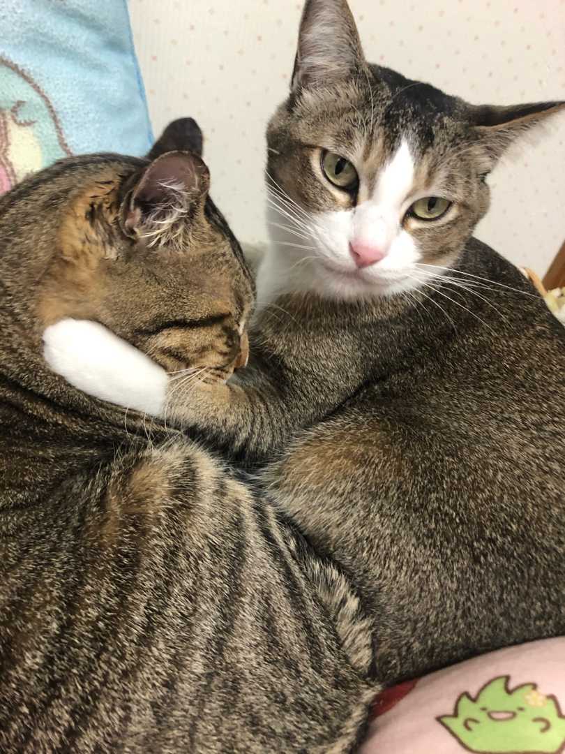 佐川さんが 猫と暮らして 楽天ブログ