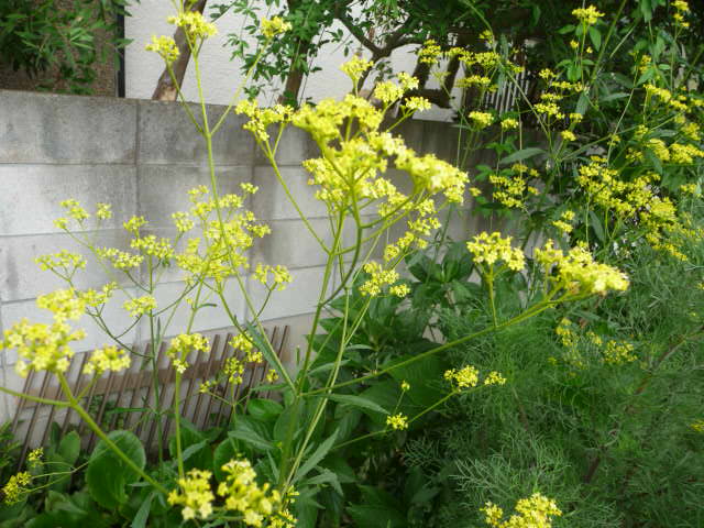 318 女郎花