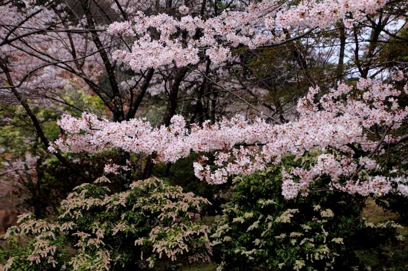 亀山公園_003サクラとアセビ.jpg