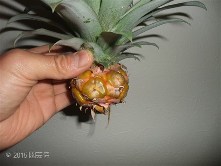 デルモンテ　ゴールドパイン　20150103