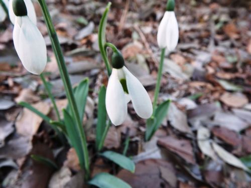 snowdrop3-b.jpg