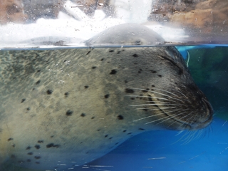 2014年7月27日越前松島水族館 (3)