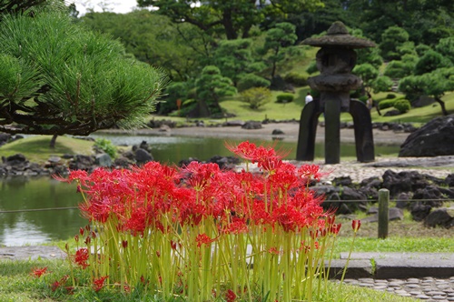 旧芝離宮恩賜庭園の彼岸花