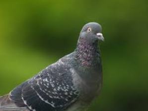 hato5gatu.jpg
