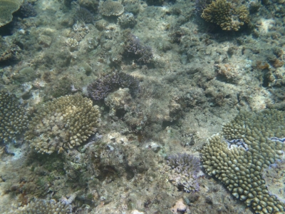 沖縄磯採集2013年7月下旬7　珊瑚礁　シュノーケリング