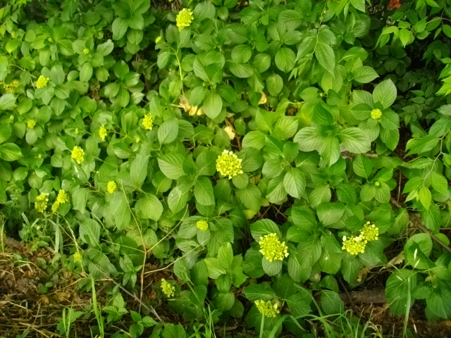 黒目川　＆　スーパーセール商品 014.JPG