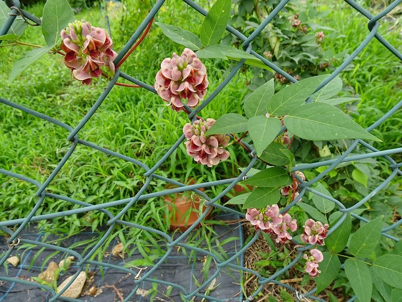 7月28日 今日の一花 アピオス アメリカホドイモ の花 Gazengamaのブログ 散歩中に出合った花と趣味の陶芸作品 楽天ブログ