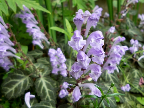 P1150221 (500x374).jpg