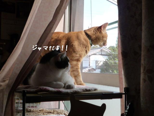 ジャマだよ！