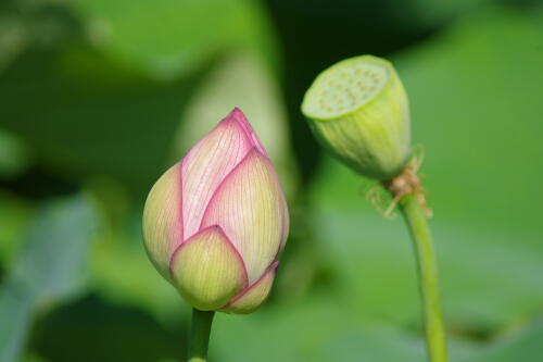 上野不忍池の蓮の花