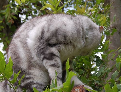 DSC_0610.JPG