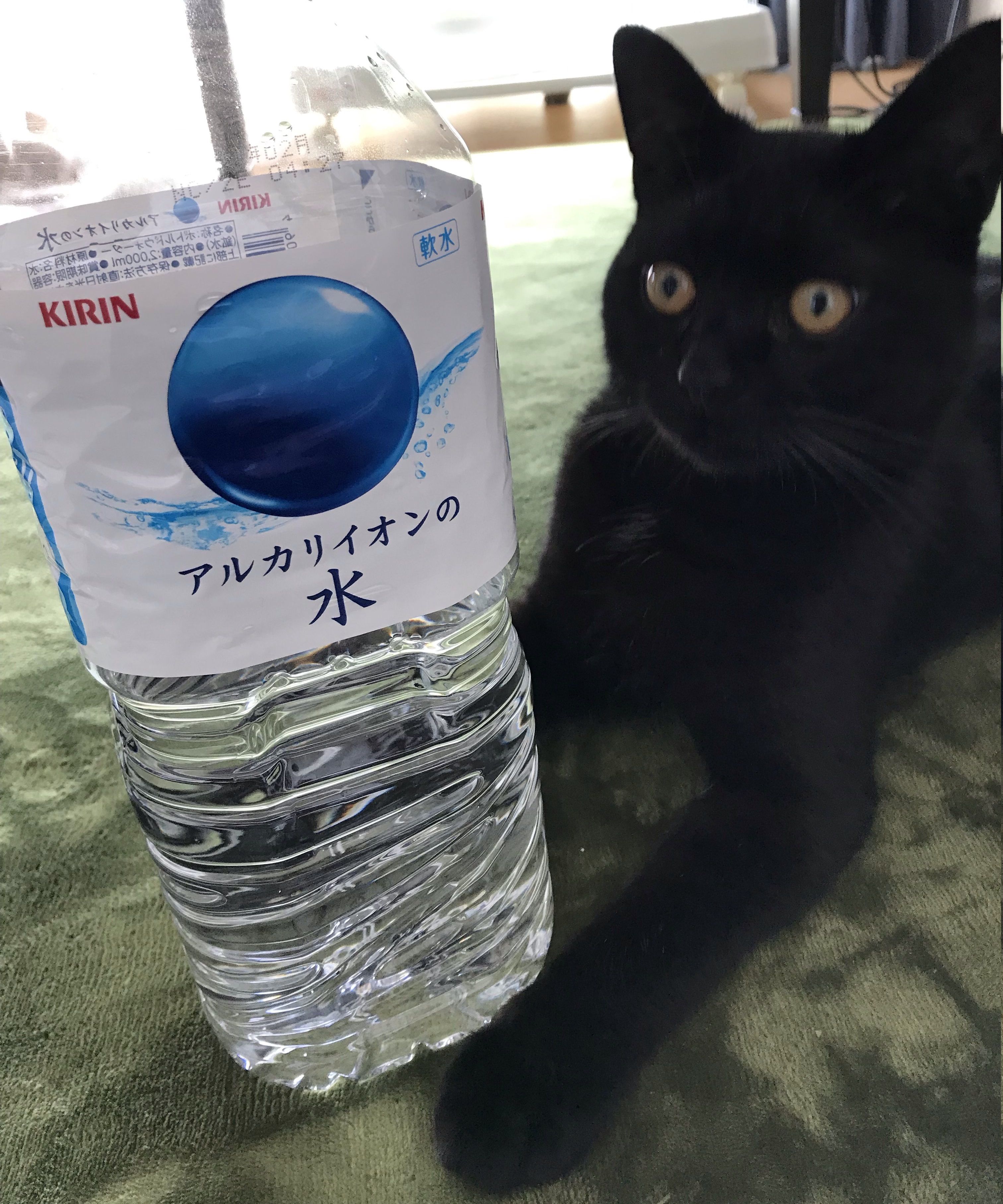 商品紹介 お水とトトちゃん 黒猫トト育成中 ﾁｬﾌﾟﾌﾟｰ 楽天ブログ