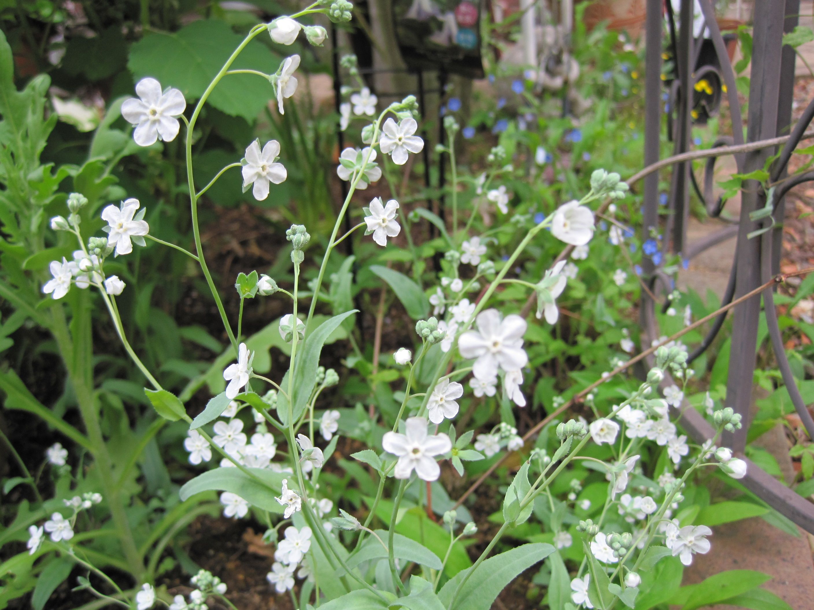 フィレオフィラと花ほたるの種取り たねをまく日々 楽天ブログ