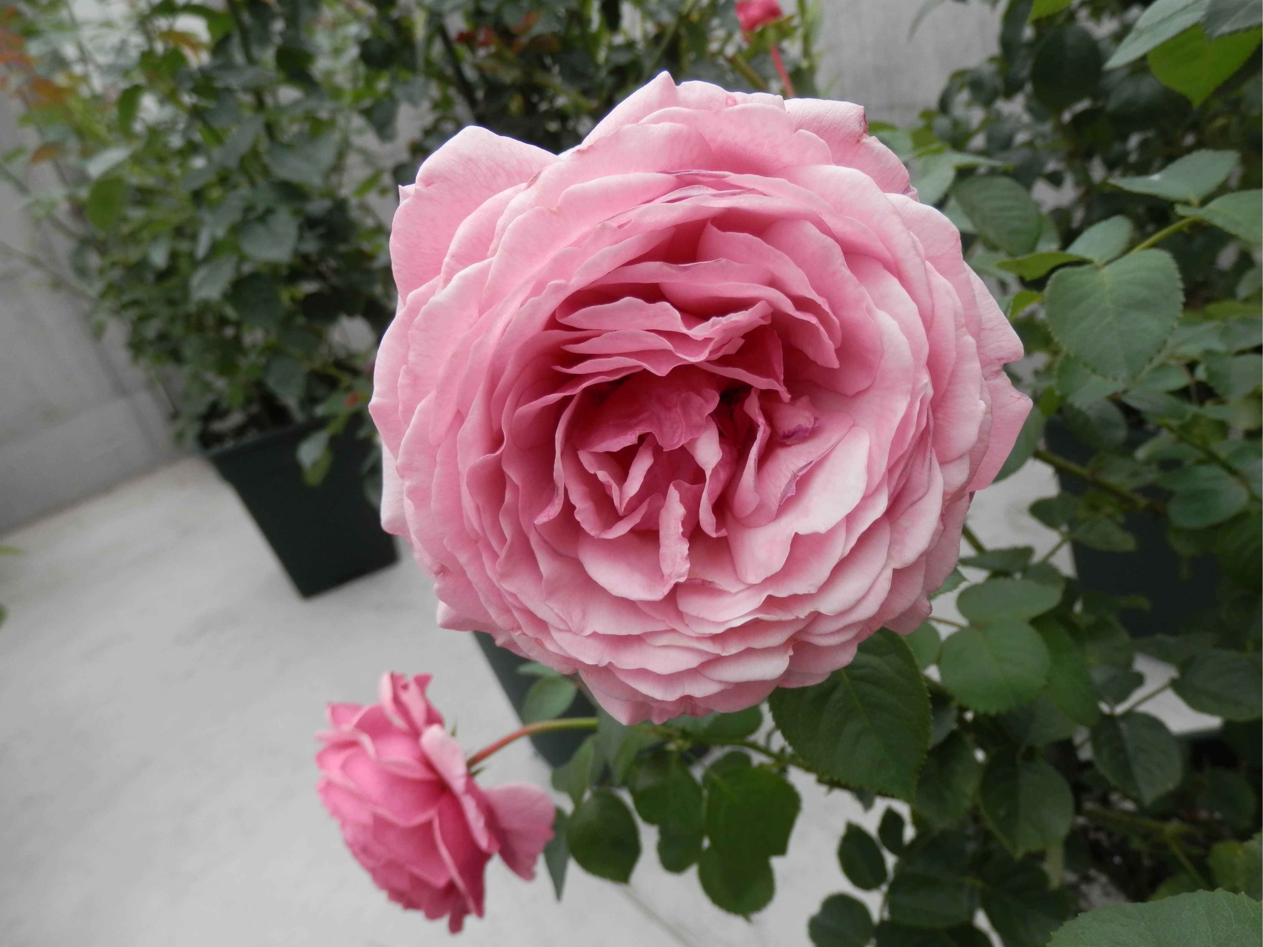 我が家のオリジナルローズいい感じの花になりました 東京のど真ん中でバラ生活 楽天ブログ