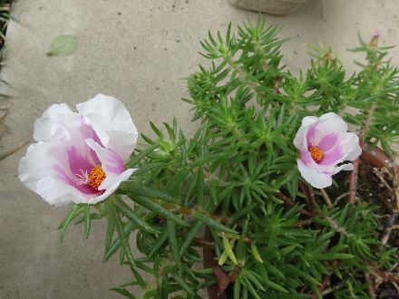 超巨大輪マツバボタン 黄色のバラ 午後のひとりごと 楽天ブログ